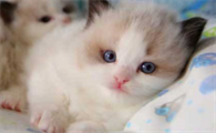 布偶猫眼睛颜色有红黄蓝三种吗？