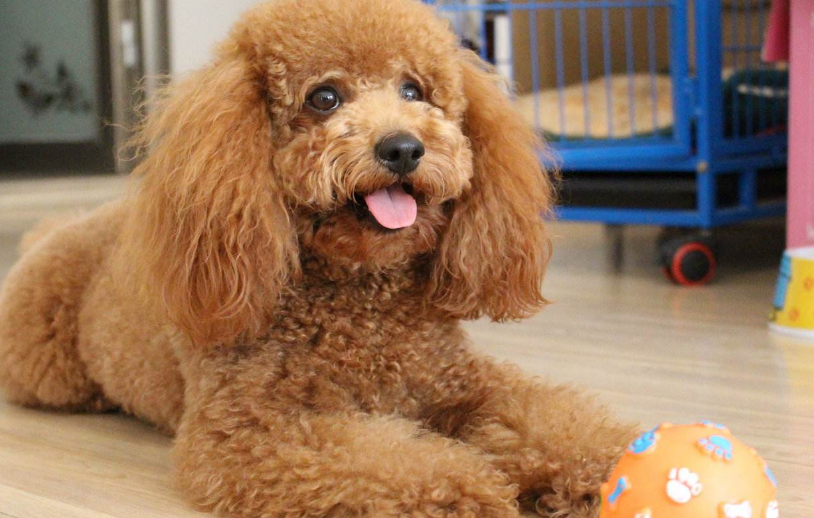 泰迪能长多大多少斤