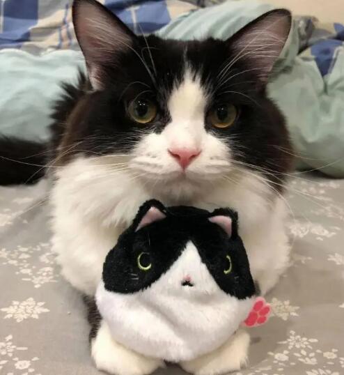 奶牛猫千万不能养 奶牛猫千万不能养