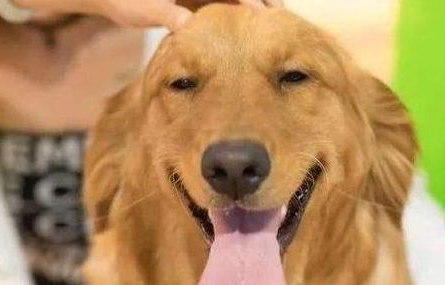 金毛幼犬拉稀但是很活泼怎么回事？