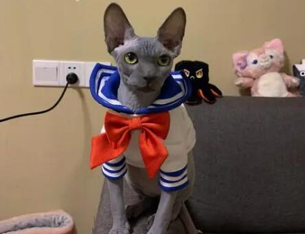 比鲁斯猫为什么这么贵 比鲁斯猫为什么这么贵