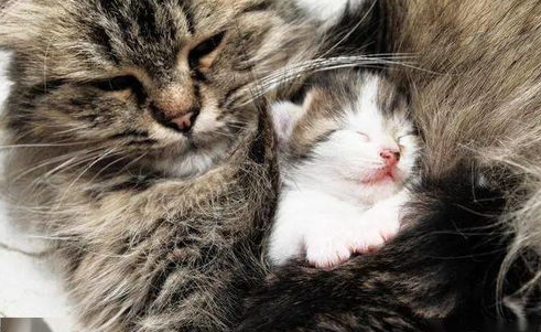 小猫生不出来怎么办?小猫生不出来在里边会怎么样? 小猫生不出来怎么办?小猫生不出来在里边会怎么样?