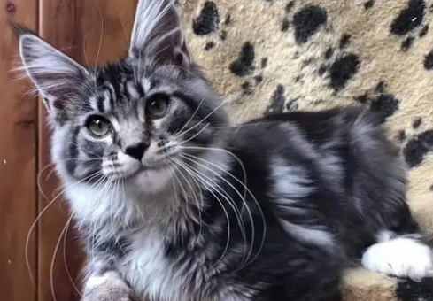 正规猫舍缅因猫价格