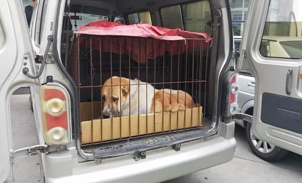 宠物办理托运多少钱