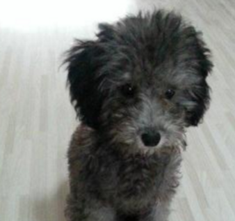 从朋友那领养了一只黑色小泰迪,养了2个月后,朋友一看悔哭了! 从朋友那领养了一只黑色小泰迪,养了2个月后,朋友一看悔哭了!
