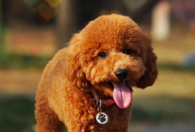 泰迪多大开始吃幼犬粮比较好