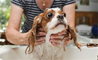 可蒙犬不爱洗澡怎么办？可能是你的方法不对哦~