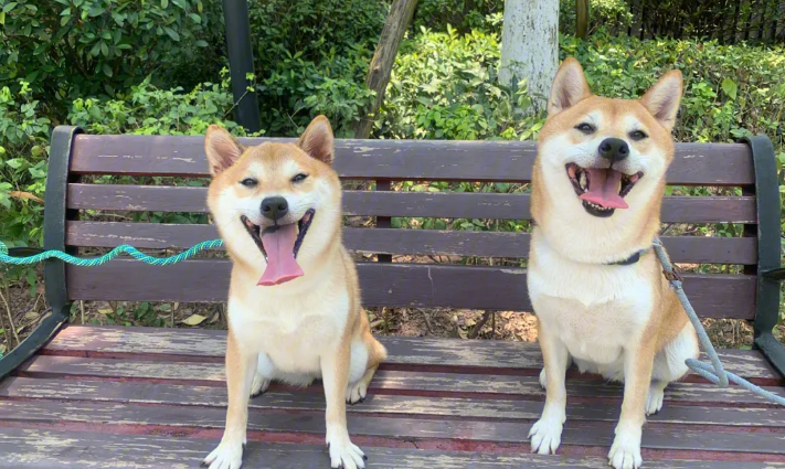 养柴犬的十大好处 养柴犬的十大好处