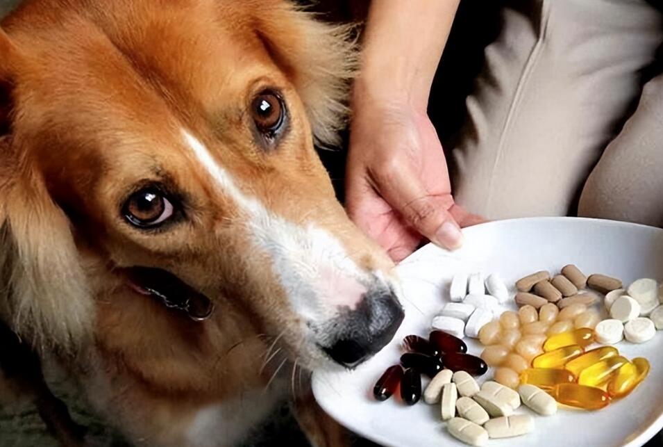 狗狗吃了驱虫药一般会有哪些反应……