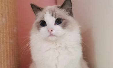 布偶猫不做绝育有什么影响 是不是就会生一窝小猫 布偶猫不做绝育有什么影响 是不是就会生一窝小猫