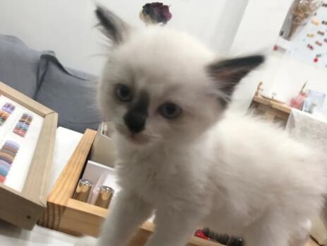 500买的布偶猫黑鼻子 500买的布偶猫黑鼻子