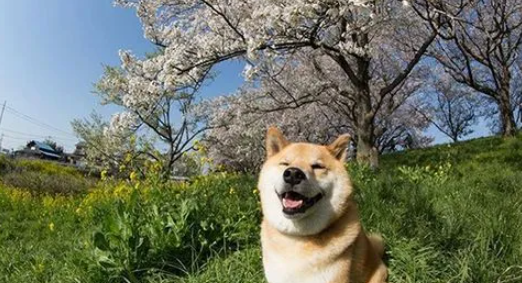 柴犬都打什么疫苗？柴犬断奶之后就可以打第一针疫苗了？