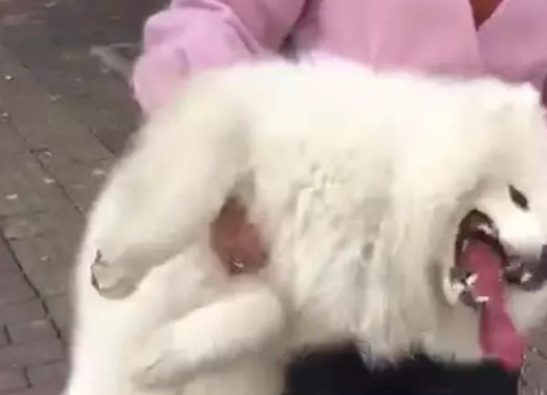 女汉子提起萨摩耶就要回家,萨摩耶拼命反抗:本汪还能走路! 女汉子提起萨摩耶就要回家,萨摩耶拼命反抗:本汪还能走路!