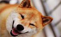 柴犬一个月吃多少狗粮？怎样判断柴犬是否吃饱了？