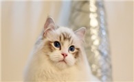 海山色成年布偶猫什么意思?海山色布偶猫多少钱一只?