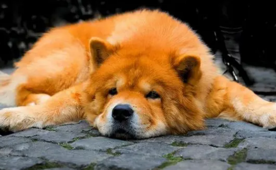 狗翻肠子怎么办？