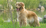 金毛是猎犬吗为什么