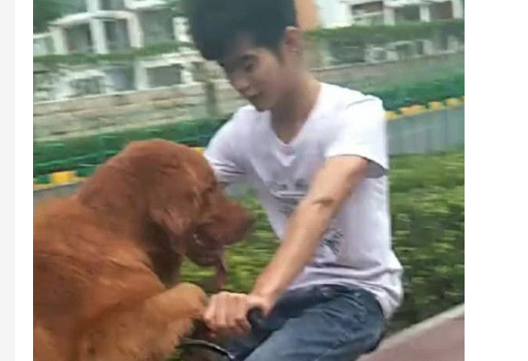 以前不怕狗现在特别怕狗怎么办？