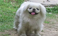 萌宠小知识:如何正确的为北京犬做美容?
