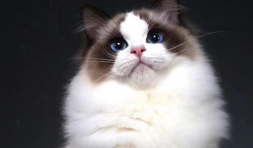 布偶猫绝育多长时间有什么措施 布偶猫发情怎么办