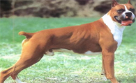 禁养犬已经养了怎么办?如何合法养禁养犬?