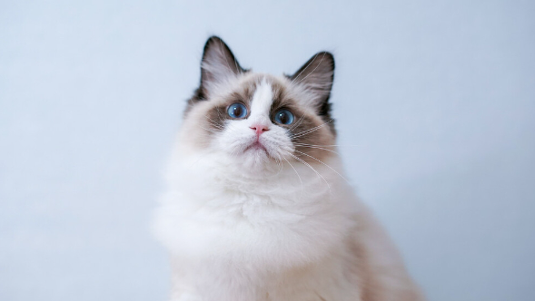 布偶猫智商高不高 布偶猫智商高不高