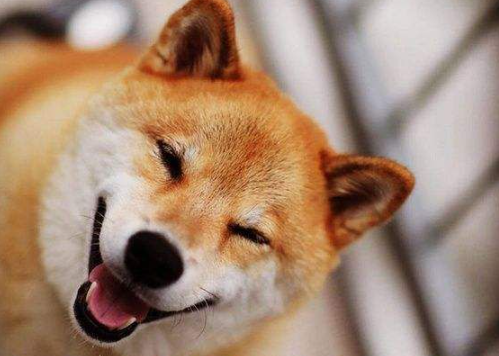 成都可以养柴犬吗?原来禁养的不是柴犬是这个? 成都可以养柴犬吗?原来禁养的不是柴犬是这个?