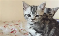 虎斑猫纯不纯怎么判断出来