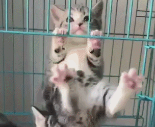 猫咪练习引体向上，在支撑不住时它却计上心头，看了不免让人称赞