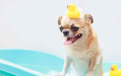 为什么狗狗最好不要用人类的香波沐浴液洗澡？