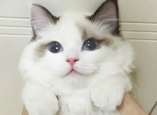 布偶猫什么颜色的最好?布偶猫原来颜色这么多! 布偶猫什么颜色的最好?布偶猫原来颜色这么多!
