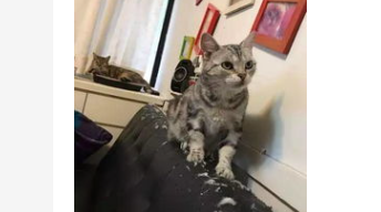 退房沙发被猫抓破了怎么办？沙发被猫抓破了房东要我赔？