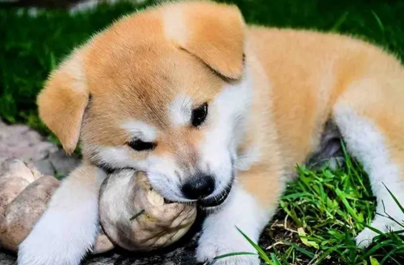 狗吃自己的屎怎么办？