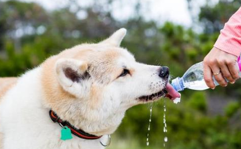 狗结石的症状以及预防办法? 狗结石的症状以及预防办法?