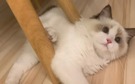 布偶猫什么颜色最好看?布偶猫原来有这么多种颜色 布偶猫什么颜色最好看?布偶猫原来有这么多种颜色