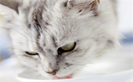 小猫喝什么奶比较好