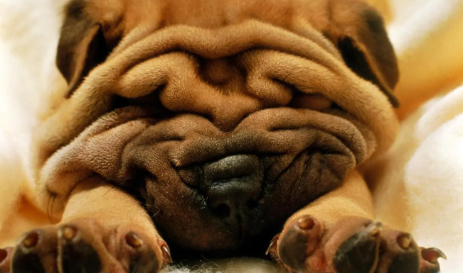 沙皮犬的美容方法是什么? 沙皮犬的美容方法是什么?