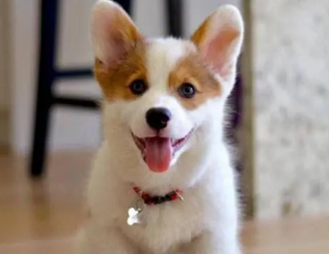 柯基犬如何消毒狗粮呢
