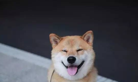 柴犬舌头颜色？柴犬舌头什么颜色最好？