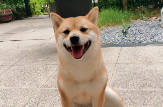 柴犬脚臭是什么原因?要注意以下几种原因 柴犬脚臭是什么原因?要注意以下几种原因