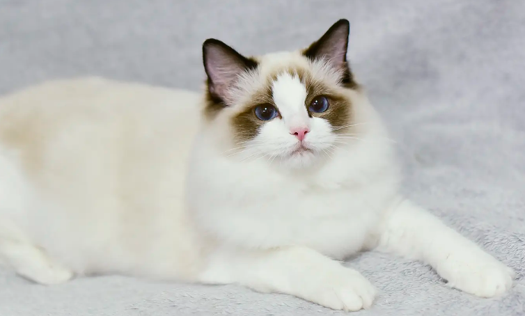 布偶猫什么颜色的最好?布偶猫原来颜色这么多! 布偶猫什么颜色的最好?布偶猫原来颜色这么多!