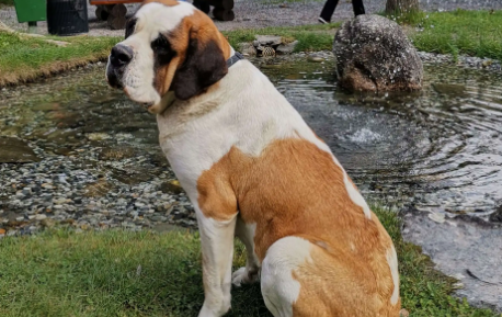 怎样训练圣伯纳犬?训练圣伯纳犬的基本方法? 怎样训练圣伯纳犬?训练圣伯纳犬的基本方法?