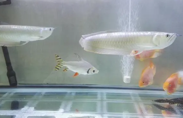 银龙鱼多久喂食一次比较好 银龙鱼多久喂食一次比较好
