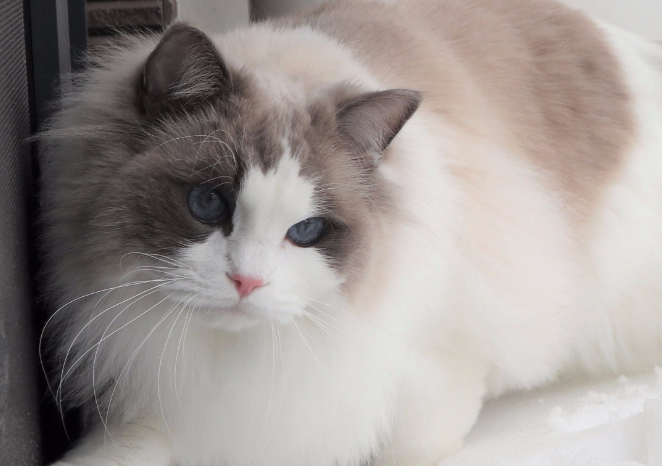 布偶猫掉毛吃什么？布偶猫掉毛这样处理最好