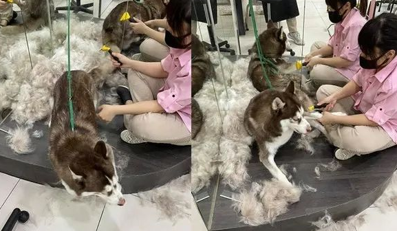 主人炫耀家中“掉毛怪”生了10个“宝宝”,网友仔细一看笑疯了… 主人炫耀家中“掉毛怪”生了10个“宝宝”,网友仔细一看笑疯了…