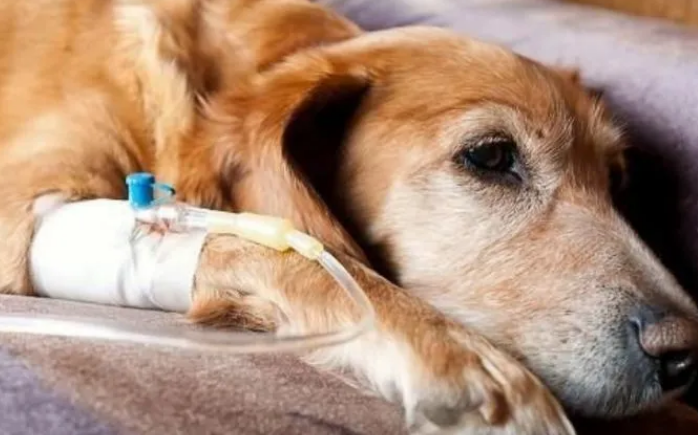 爱犬关节疼痛怎么办？狗狗骨骼知识大科普！