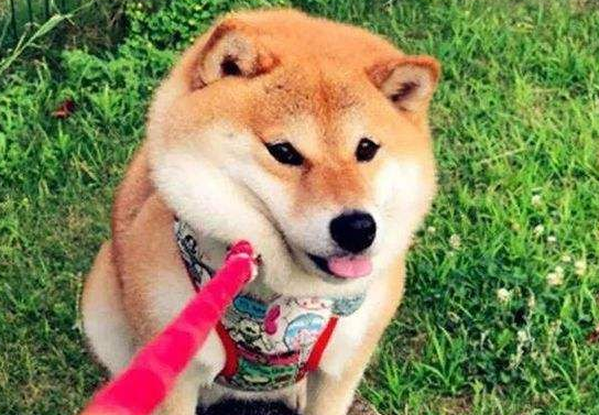 柴犬叫声是什么声音?了解下它们声音表达的意思 柴犬叫声是什么声音?了解下它们声音表达的意思