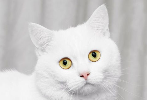 猫耳朵里面有耳螨怎么办