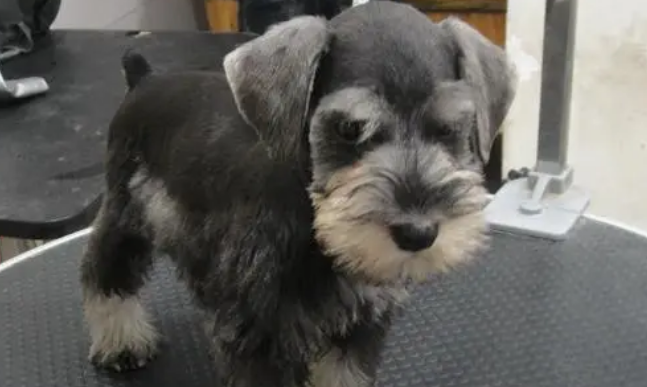 宠物犬雪纳瑞各个部位修剪要点有哪些？