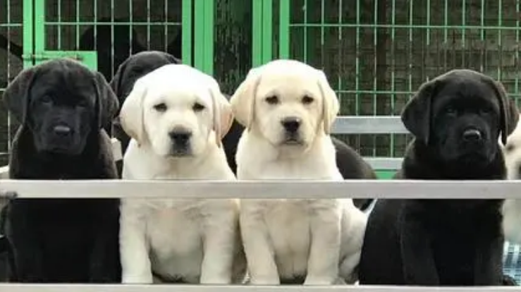 上海哪家犬舍好